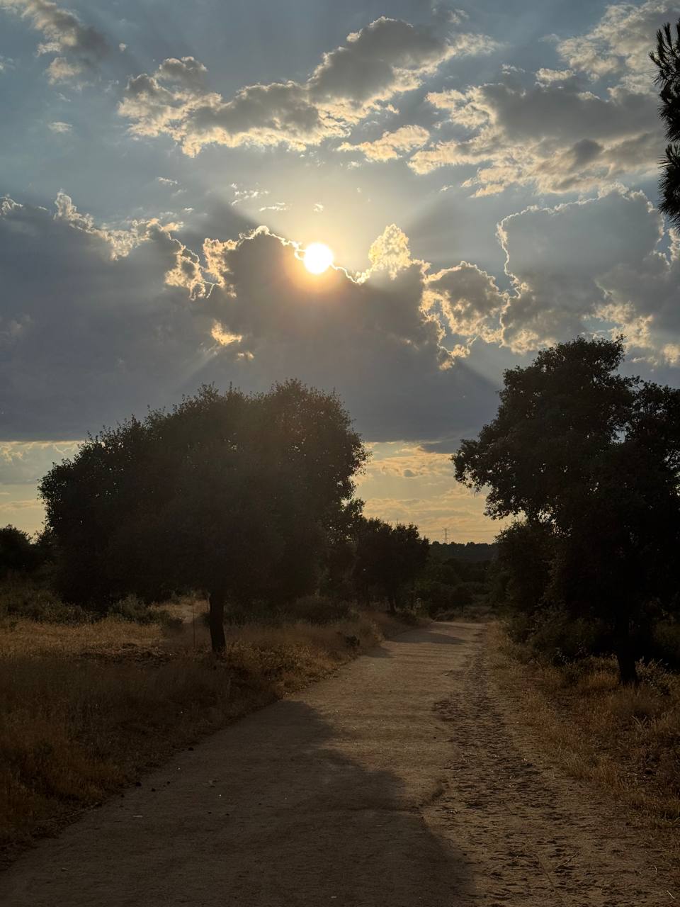 Sun over a road in Dehesa Boyal